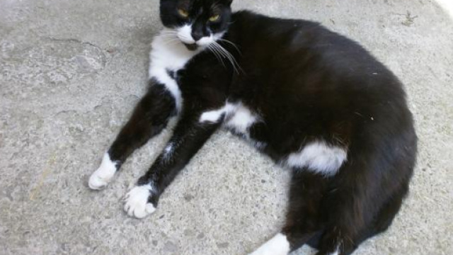 Un'anziana donna, morta, ha lasciato nel testamento l'appartamento all'amica con la quale la condivideva a patto che avesse cura della gatta