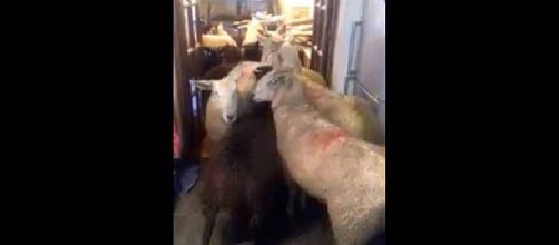 An over-zealous trainee sheepdog brought the sheep into the farmer's home [Image credit: Rosalyn Edwards/Facebook video screencap]