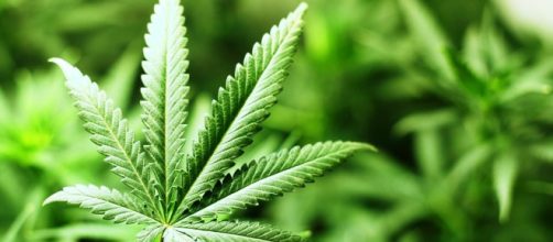 Cannabis: nuovi studi ne confermerebbero importanti proprietà antitumorali
