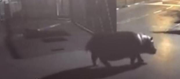 O animal parece não ter curtido a liberdade (Foto: Captura de vídeo) O animal parece não ter curtido a liberdade (Foto: Captura de vídeo)
