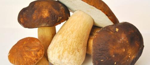 I funghi porcini, cibi superfood antiossidanti, antinvecchiamento - foto:pixabay.com