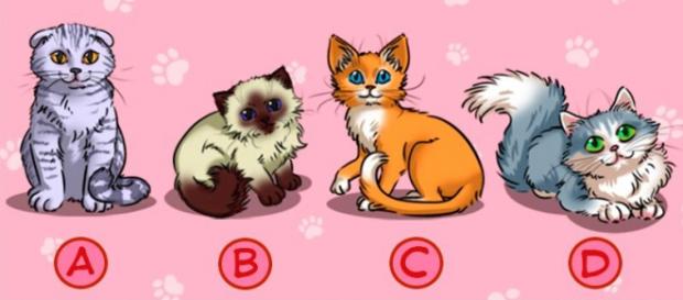 Escolha um gatinho e fique impressionado com os resultados (foto: Brasilkk.com) Escolha um gatinho e fique impressionado com os resultados (foto: Brasilkk.com)