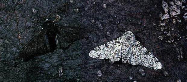 L'inquinamento come fattore di selezione della biodiversità: il caso Biston betularia L'inquinamento come fattore di selezione della biodiversità: il caso Biston betularia