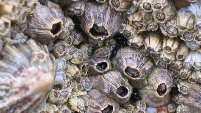 Cirripedi nelle coste Scozzesi foto di Judith Oakley