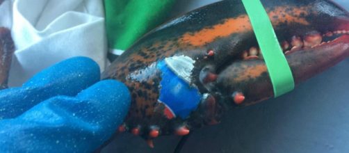 Lobster Found With Pepsi Can Tattooed on Claw - BeforeYourFriends - beforeyourfriends.com