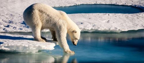 Polar bear in the Arctic (Image credit - Mario Hoppmann, Wikimedia Commons)