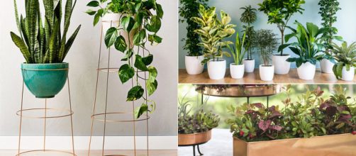 Houseplants can ofer a healthy benefits. Image Credit: Blasting News