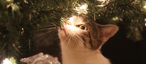 Keep your cat safe this holiday season with these 5 easy tips | photo source: pixabay