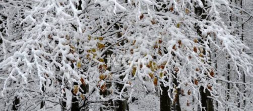 Notizie di neve - IVG.it - Le notizie dalla provincia di Savona - ivg.it