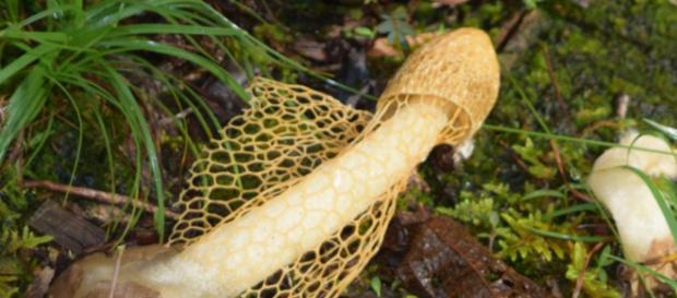 ¿Es el hongo que produce orgasmos un bulo? - atresmedia.com ¿Es el hongo que produce orgasmos un bulo? - atresmedia.com