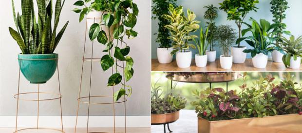 Houseplants can ofer a healthy benefits. Image Credit: Blasting News Houseplants can ofer a healthy benefits. Image Credit: Blasting News