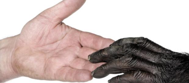 Moralmente, animales humanos como no humanos, son personas Moralmente, animales humanos como no humanos, son personas