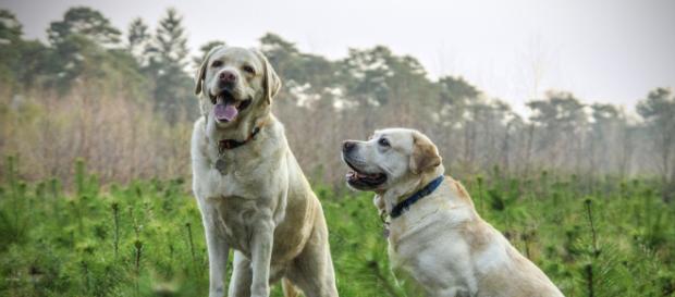 Scientific research proves dogs are smarter than cats. Pixabay/Pexels Creative Commons license Scientific research proves dogs are smarter than cats. Pixabay/Pexels Creative Commons license