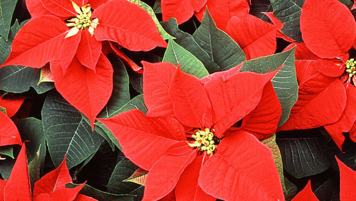 A Debate Has Been Going On For Years About The Pronunciation Of Poinsettia