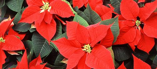 December 12 is National Poinsettia Day [Image: wikimedia.org]