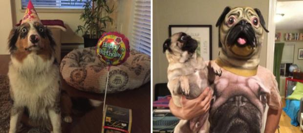Estes cachorros têm medo das coisas mais inusitadas Estes cachorros têm medo das coisas mais inusitadas
