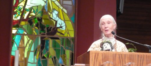 Jane Goodall viaja 300 días al año para enseñarnos que debemos proteger la diversidad de la vida
