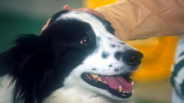 chi trova un amico trova un tesoro