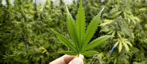 Cannabis | L'Huffington Post - huffingtonpost.it