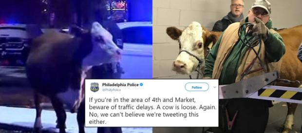 A nativity scene cow is corralled for a second time in a parking garage in Philadelphia. Image Credit: Blasting News A nativity scene cow is corralled for a second time in a parking garage in Philadelphia. Image Credit: Blasting News
