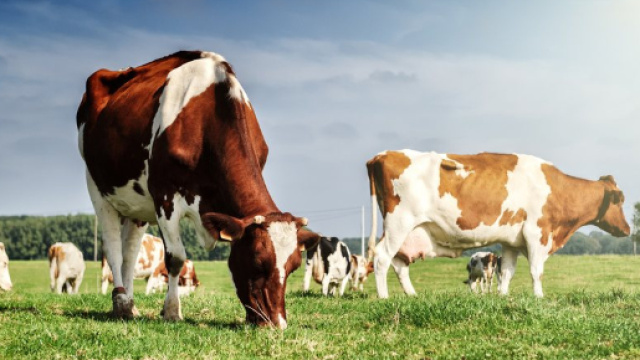 Le Fattorie Pontificie: Agricoltura e Allevamento Biologici ... - residenzaoliveto.it