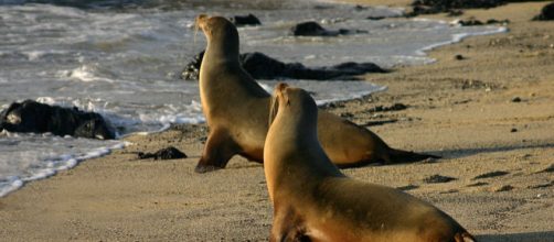 A pair of sea lions (Image credit – Charlesjsharp, Wikimedia Commons)