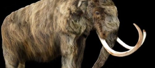 Lo scheletro di un esemplare di mammut lanoso in eccezionale stato di conservazione, è stato venduto ieri all'asta per 548mila. Foto: Facebook.
