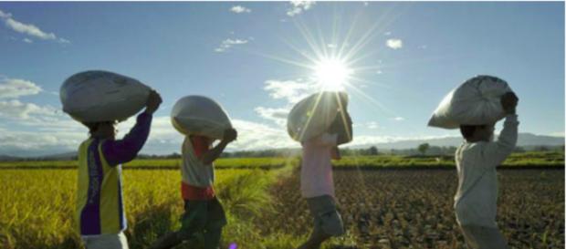 CHEQUE DE SUMINISTRO Mantener el suministro de arroz bajo control es crucial porque reduce el precio minorista del grano en el mercado. CHEQUE DE SUMINISTRO Mantener el suministro de arroz bajo control es crucial porque reduce el precio minorista del grano en el mercado.