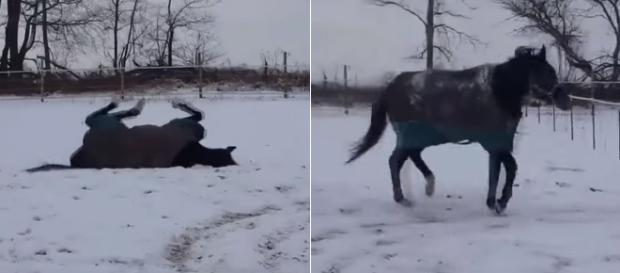Horse plays in snow in Michigan. Image Credit: Blasting News Horse plays in snow in Michigan. Image Credit: Blasting News