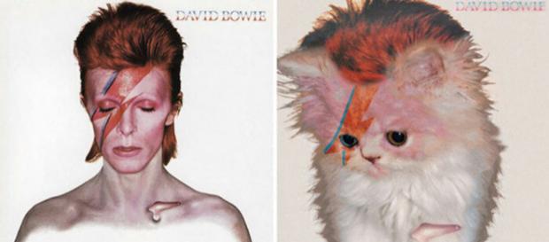 Artista colocou gatinhos em capas de álbuns clássicos (Foto: Reprodução) Artista colocou gatinhos em capas de álbuns clássicos (Foto: Reprodução)