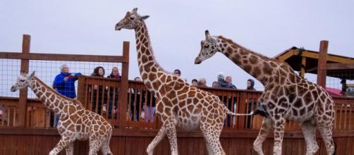 The giraffe family of Animal Adventure Park. [Image Credit: Susan Cooke Ballinger]