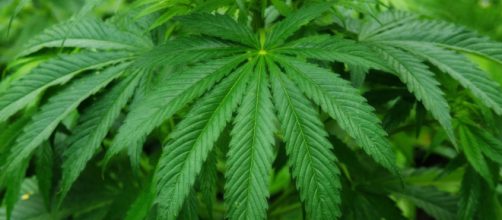 Marijuana legalization is gaining momentum nationwide - publicdomainpictures.net