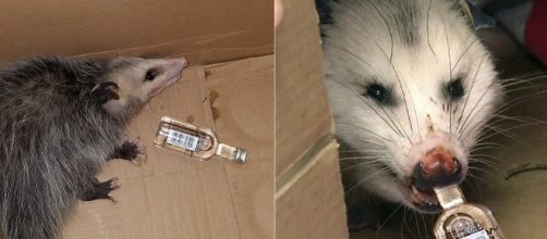 Opossum breaks into a liquor store and drinks a whole bottle of bourbon. Image Credit: Own work