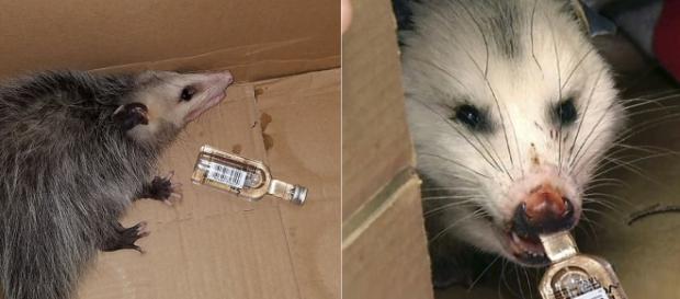 Opossum breaks into a liquor store and drinks a whole bottle of bourbon. Image Credit: Own work Opossum breaks into a liquor store and drinks a whole bottle of bourbon. Image Credit: Own work