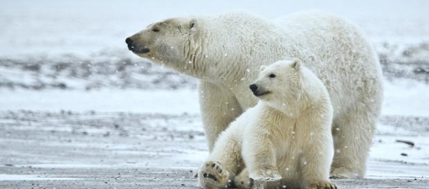 The Republican tax bill will now open drilling in the Arctic National Wildlife Refuge. [Image credit - naturespicsonline | Wikimedia The Republican tax bill will now open drilling in the Arctic National Wildlife Refuge. [Image credit - naturespicsonline | Wikimedia