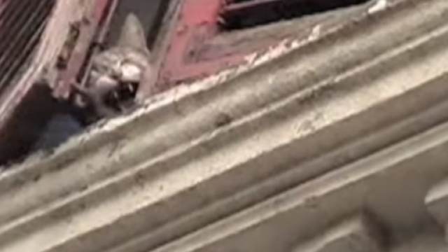 Re di Roma, &laquo;La serial killer dei gatti &egrave; tornata, fermatela&raquo; - ilmessaggero.it