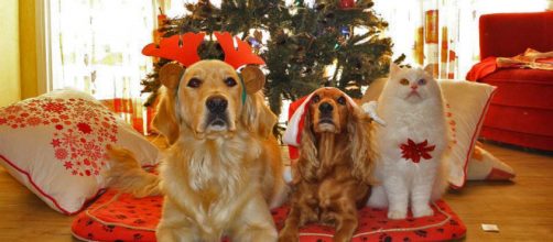 Christmas is a dangerous time for chocolate poisoning in dogs [Image credit: Pixabay]