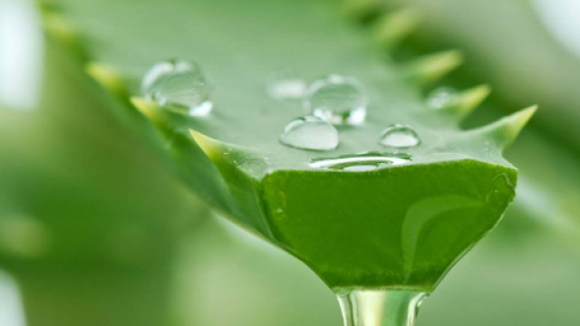 Aloe utilizzata per combattere l'obesità