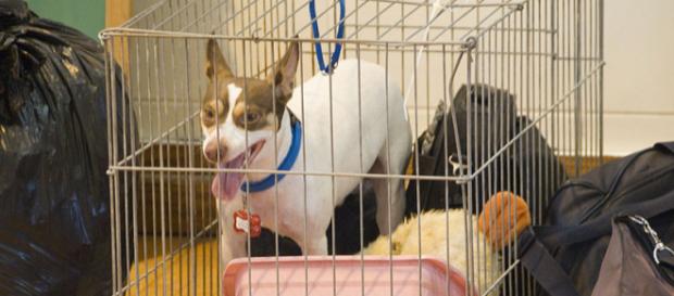 Pets in cages waiting for evacuation (Image credit - Patsy Lynch, Wikimedia Commons) Pets in cages waiting for evacuation (Image credit - Patsy Lynch, Wikimedia Commons)