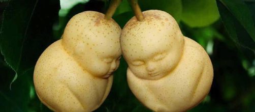 Pear Babies Are Growing on Trees in China | (Image Credit: makezine/Youtube screencap)