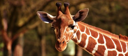 The giraffe exhibits are safe, confirms Brights Zoo. [Image Credit: Pixabay]