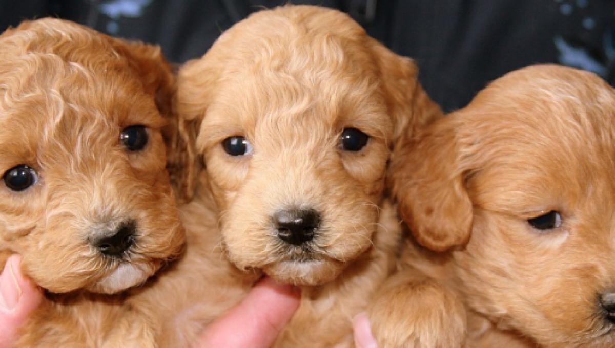 Cuccioli Natale Immagini.Natale La Vergogna Del Traffico Di Cuccioli