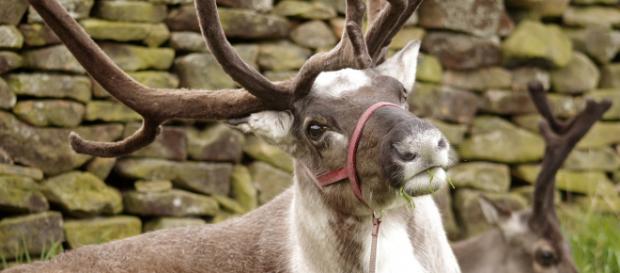 Reindeer - Image courtesy L0nd0ner on Pixabay Reindeer - Image courtesy L0nd0ner on Pixabay