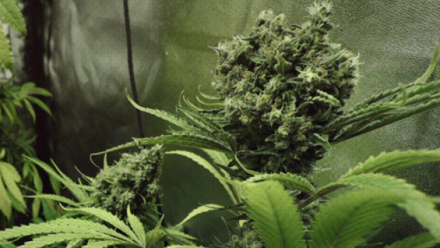 Marijuana: ecco le scoperte legate a rapporti intimi, stress e cancro nonché tumori