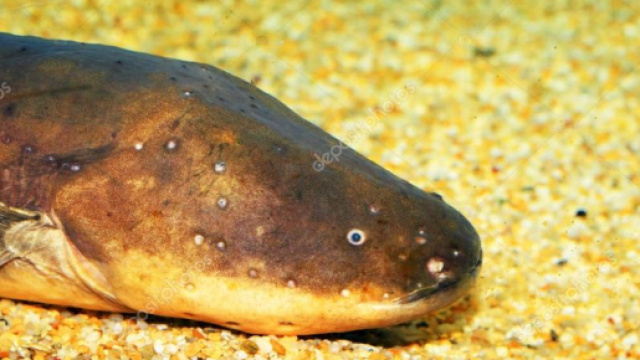 Anguilla elettrica (electrophorus electricus) in Sud america ... - depositphotos.com