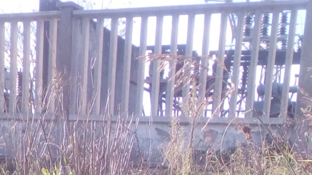 La cagnetta abbandonata perche incinta