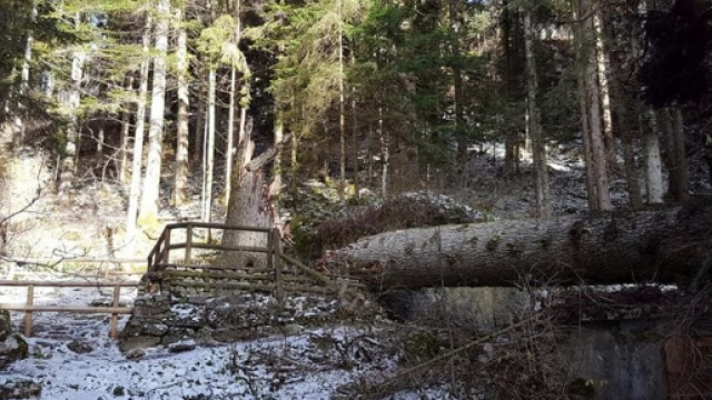 Lavarone: il vento di ieri ha abbattuto il "Prinzep", uno tra gli ... - trentotoday.it
