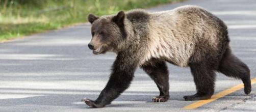 Brown bear in Kamchatka [Image credit: Fpold.fedpress.ru]