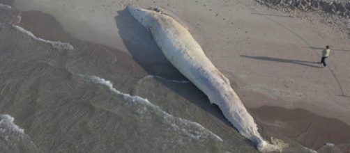 Funerali d'oro per la balena spiaggiata, le foto dal cielo - Foto ... - lanuovasardegna.it