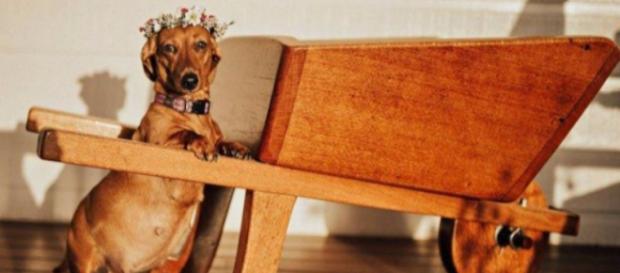 Cindi está grávida e foi fotografada por sua dona Cindi está grávida e foi fotografada por sua dona